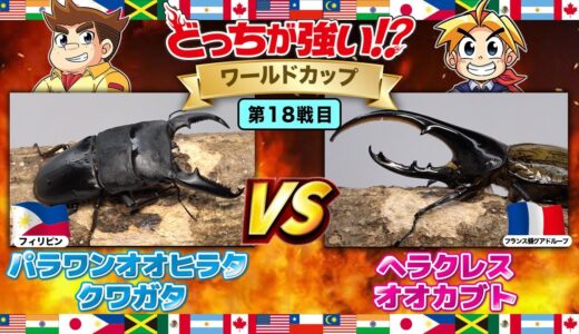 【どっちが強い!? ワールドカップ編 】昆虫バトル 第18戦目　パラワンオオヒラタクワガタVSヘラクレスオオカブト