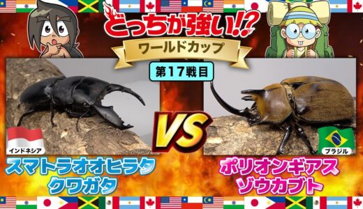 【どっちが強い!? ワールドカップ編 】昆虫バトル 第17戦目　スマトラオオヒラタクワガタVSポリオンギアスゾウカブト